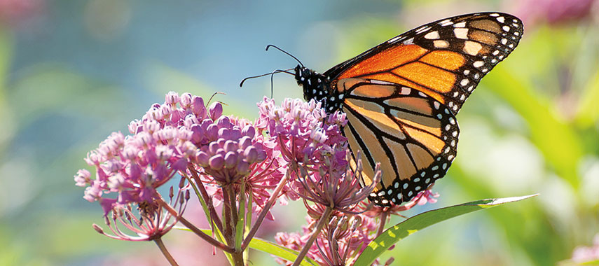 monarch butterfly