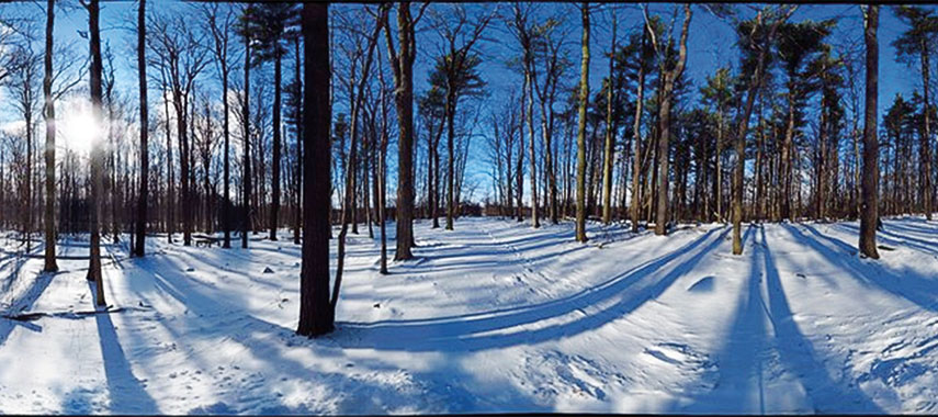 panaramic view of a forest in winter