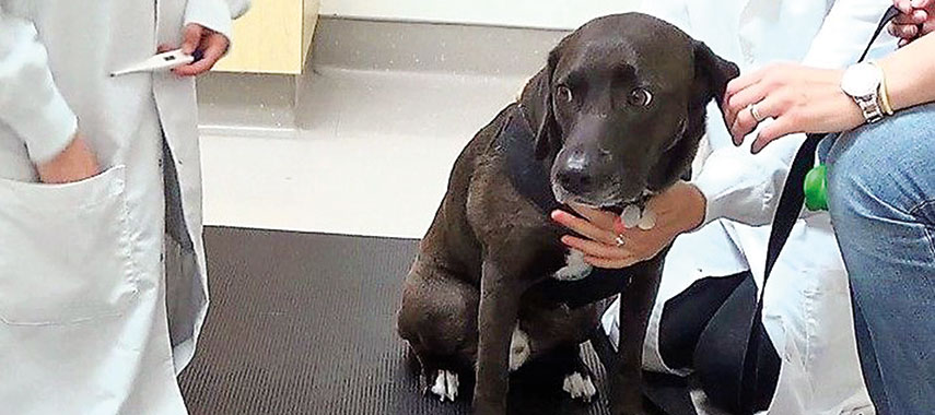 nervous dog in vet office