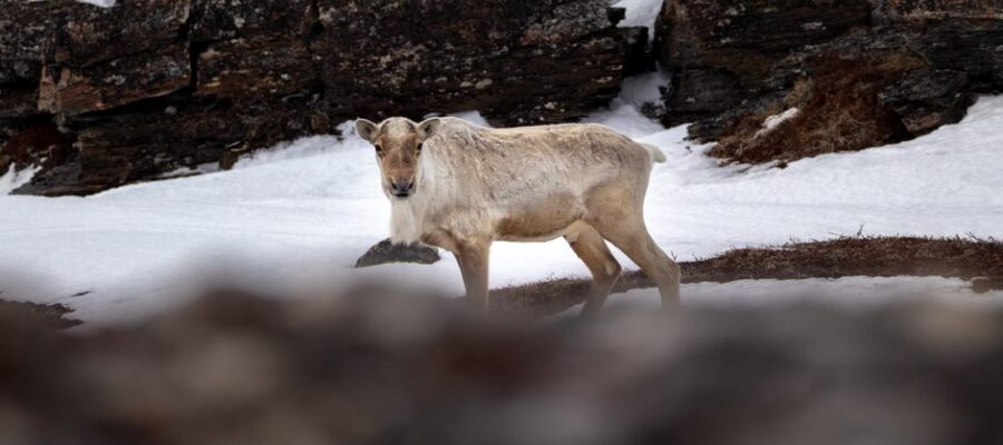 caribou in snow