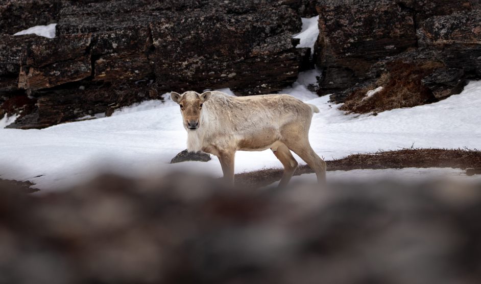 caribou in snow