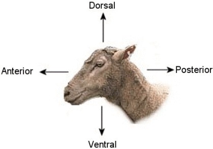Sheep Brain Side View