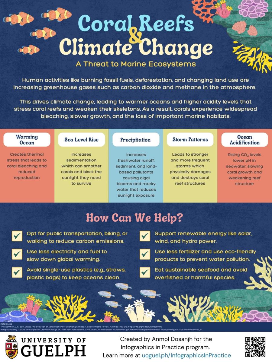 “Coral Reefs and Climate Change” shows how human activities increase greenhouse gases that warm and acidify oceans, stressing coral reefs. It explains five main impacts: coral bleaching from warming, sedimentation from rising sea levels, polluted runoff from increased rainfall, reef damage from stronger storms, and slower coral growth from ocean acidification. The bottom section lists actions to help, such as reducing plastic use, saving energy, using public transit, supporting renewable energy, and choosing sustainable seafood.