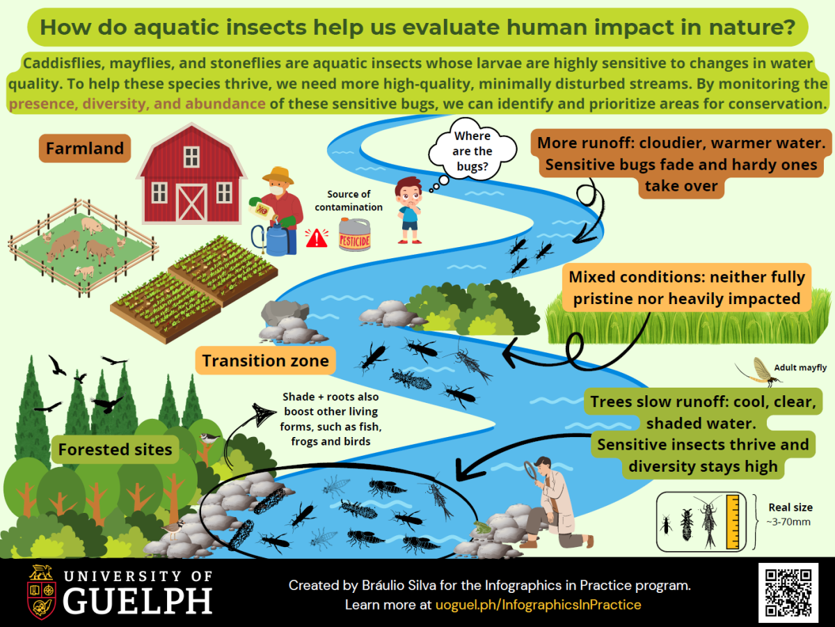 This infographic is titled “How do aquatic insects help us evaluate human impact in nature?”. Subtitle reads “Caddisflies, mayflies, and stoneflies are aquatic insects whose larvae are highly sensitive to changes in water quality. To help these species thrive, we need more high-quality, minimally disturbed streams. By monitoring the presence, diversity, and abundance of these sensitive bugs, we can identify and prioritize areas for conservation”. The number and diversity of aquatic insects increases from only a few in areas labelled high runoff of pesticide contaminants from farms, to more in mixed conditions that are neither pristine nor heavily contaminated, to lots in forested areas with trees that slow the impacts of the runoff. 