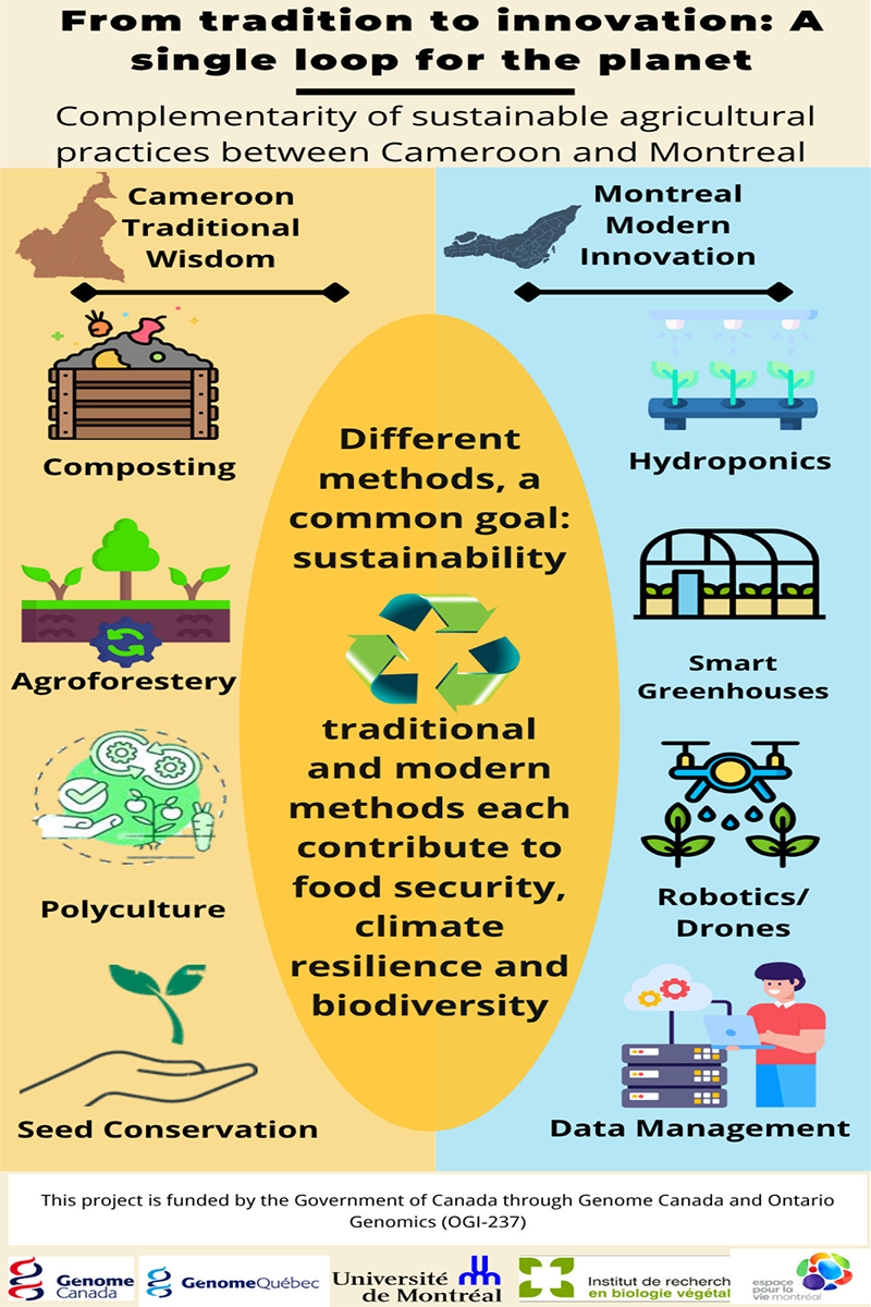 Infographic comparing traditional agricultural practices in Cameroon—such as composting, agroforestry, polyculture, and seed conservation—with modern innovations in Montreal, including hydroponics, smart greenhouses, robotics, and data management. A central message highlights that different methods share the common goal of sustainability and support food security, climate resilience, and biodiversity.