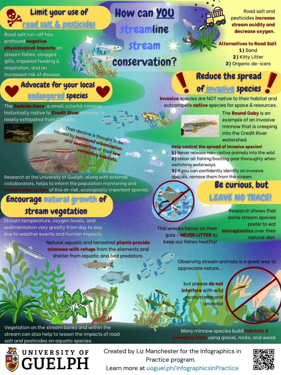 This infographic depicts a winding stream with many aquatic creatures in it. This poster discusses the best practices for maintaining stream health and quality. In terms of negative impacts, a snow plow is seen dumping toxic compounds into the stream, causing there to be a dead fish in front of the truck. There is also a mass of plastic waste floating in the stream, with a “no littering” graphic on top. There are also hands reaching out to grab rocks and fish from the stream, which is also discouraged by a crossed out red circle. Example images of endangered (Redside Dace) and invasive (Round Goby) species found in the Credit River are highlighted, along with lots of aquatic vegetation both within and outside the stream. This infographic outlines the “do’s” and “don’t’s” that any member of the public can follow to protect local stream biodiversity.