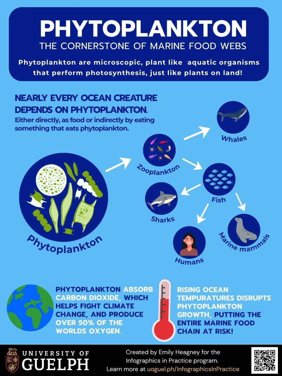 This infographic shows phytoplankton as the cornerstone of marine food webs. Phytoplankton are microscopic plant-like aquatic organisms that perform photosynthesis, just like plants on land! Nearly every ocean creature depends on phytoplankton, either directly as food or indirectly by eating something that eats phytoplankton. A food web diagram depicts phytoplankton being a source food for zooplankton, which in turn are a source food for whales and fish. The fish are the source food for sharks, humans, and marine mammals. Phytoplankton absorb carbon dioxide, which helps fight climate change, and produce over 50% of the world’s oxygen. Rising ocean temperatures disrupt phytoplankton growth, putting the entire marine food chain at risk!
