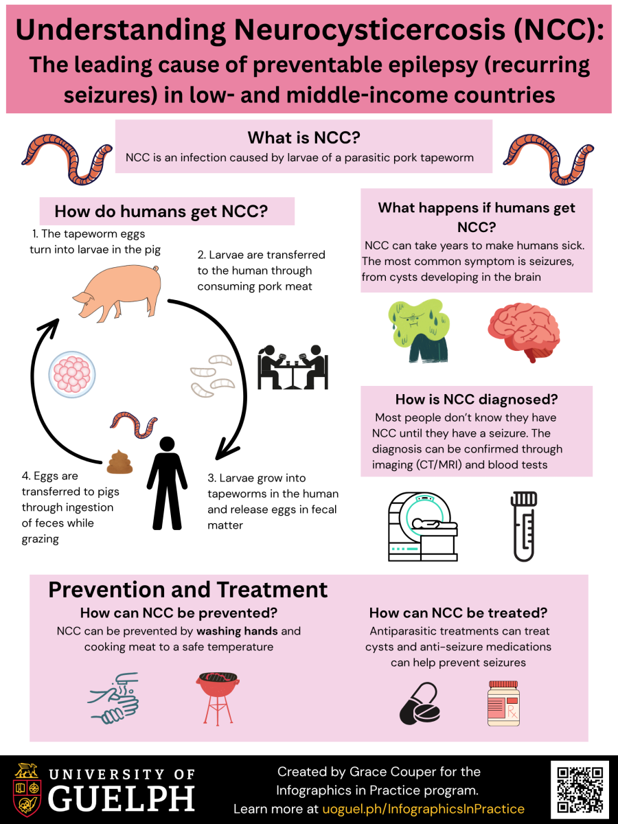 Infographic titled “Understanding neurocysticercosis (NCC), the leading cause of preventable epilepsy (recurring seizures) in low- and middle-income countries. NCC is an infection caused by larvae of a parasitic pork tapeworm. Humas get NCC when the tapeworm eggs turn into larvae in the pic, then larvae are transferred to the human through consuming pork meat, then larvae grow into tapeworms in the human and release eggs in fecal matter, which are then transferred to pigs through ingestion of feces while grazing, and the cycle begins again. NCC can take years to make humans sick. The most common symptom is seizures, from cysts developing in the brain. Most people don’t know they have NCC until they have a seizure. The diagnosis can be confirmed through imaging (CT/MRI) and blood tests. NCC can be prevented by washing hands and cooking meat to a safe temperature. Antiparasitic treatment can treat cysts and anti-seizure medications can help prevent seizures. 