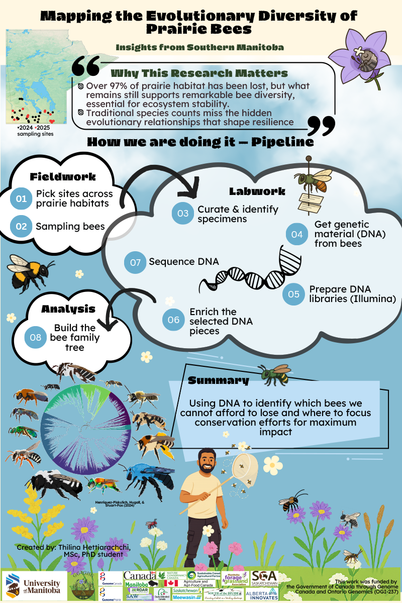 Infographic titled Mapping the Evolutionary Diversity of Prairie Bees- Insights from Southern Manitoba. A small map at top left shows 2024–2025 sampling sites scattered across southern Manitoba. A callout Why This Research Matters states: despite >97% prairie habitat loss, remaining patches still support high bee diversity; species counts miss hidden evolutionary relationships important for resilience. 

A large, cloud-shaped pipeline flows left to right with eight numbered steps: (1) Pick sites across prairie habitats; (2) Sample bees; (3) Curate & identify specimens; (4) Get genetic material (DNA) from bees; (5) Prepare DNA libraries (Illumina); (6) Enrich selected DNA pieces; (7) Sequence DNA; (8) Build the bee family tree and giving an example diagram of a bee phylogenetic tree. Arrows connect steps; small bee and lab icons decorate the path.  

The Summary box reads: Using DNA to identify which bees we cannot afford to lose and where to focus conservation efforts for maximum impact. 

Decorative elements include cartoon bees (e.g., bumble bee, leafcutter, sweat bee), flowers, and a circular phylogeny graphic. Footer credits list the creator (Thilina Hettiarachchi) and partner logos; these are decorative and do not convey data. 