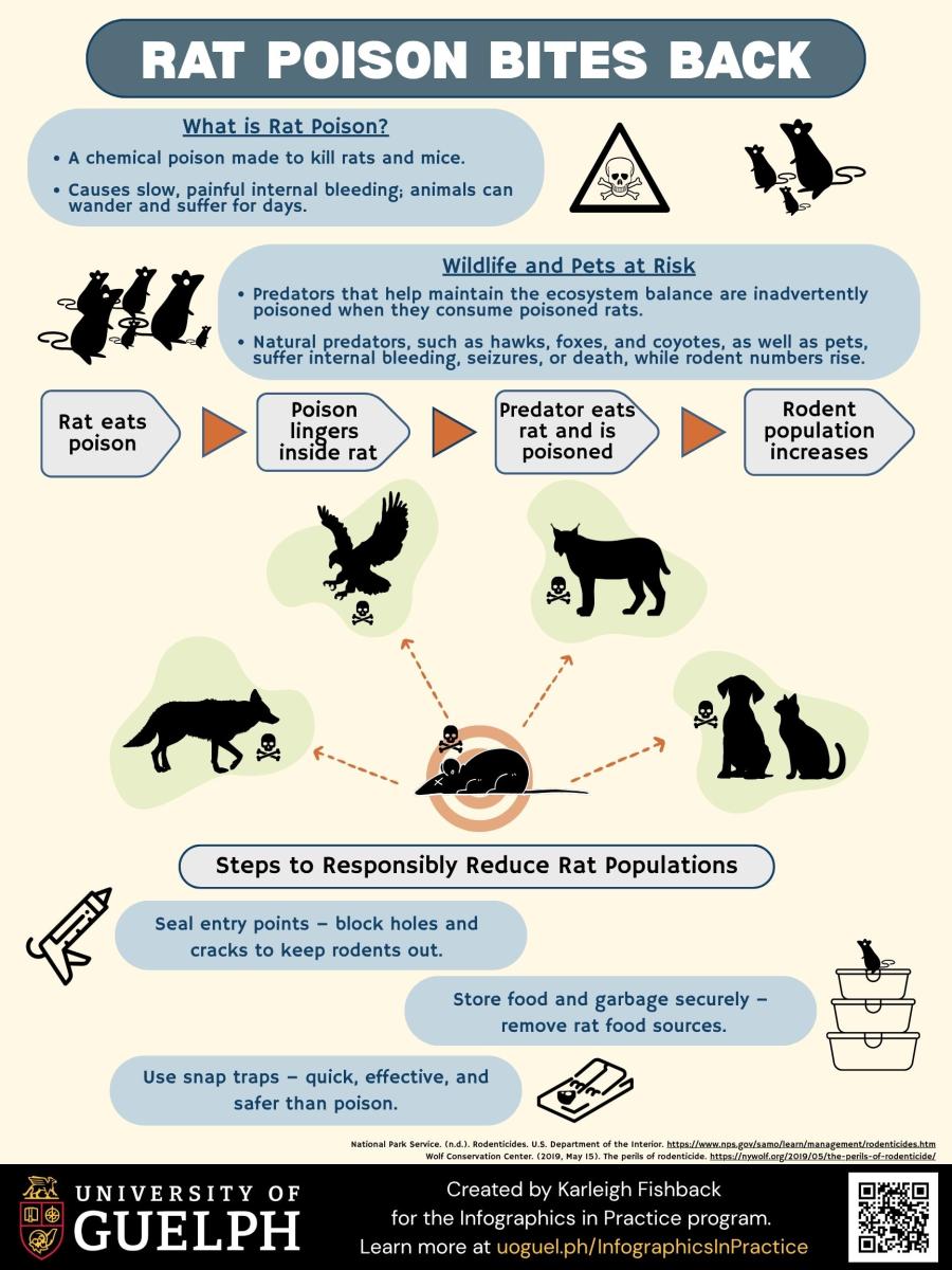 Infographic titled “Rat Poison Bites Back.” States “What is Rat Poison?” followed by two bullet points: “A chemical poison made to kill rats and mice.” and “Causes slow, painful internal bleeding; animals can wander and suffer for days.” Next section is titled “Wildlife and Pets at Risk.” It states: “Predators that help maintain the ecosystem balance are inadvertently poisoned when they consume poisoned rats.” and “Natural predators, such as hawks, foxes, and coyotes, as well as pets, suffer internal bleeding, seizures, or death, while rodent numbers rise.” A sequence below shows boxes with the following text: “Rat eats poison,” “Poison lingers inside rat,” “Predator eats rat and is poisoned,” and “Rodent population increases.” These phrases are accompanied by images of a hawk, coyote, lynx, dog, and cat with arrows extending out of a dead rat to show their connection to the poisoned rat. Each animal is shown with a skull and crossbones to indicate poisoning. The final section is titled “Steps to Responsibly Reduce Rat Populations.” It lists: “Seal entry points – block holes and cracks to keep rodents out,” “Store food and garbage securely – remove rat food sources,” and “Use snap traps – quick, effective, and safer than poison.” The design features blue and beige tones with black silhouettes and cites the National Park Service and Wolf Conservation Center at the bottom.