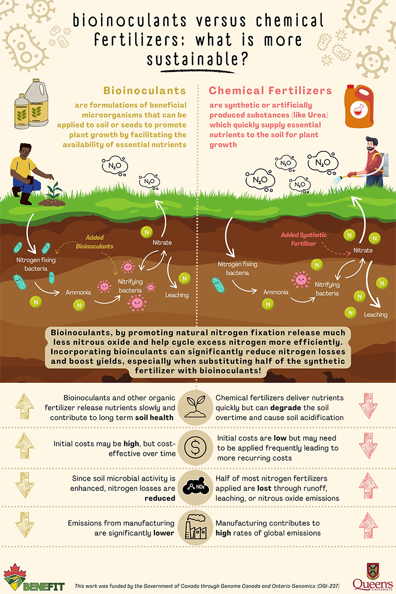 Infographic comparing bioinoculants and chemical fertilizers. Bioinoculants use beneficial microbes to support natural nitrogen cycling, reduce leaching, and improve soil health, while chemical fertilizers add synthetic nutrients that lead to higher nitrogen losses and emissions. Side‑by‑side soil diagrams illustrate each process. A summary notes that replacing half of synthetic fertilizer with bioinoculants can reduce nitrous oxide and improve yields. Bottom icons list pros and cons for each approach.