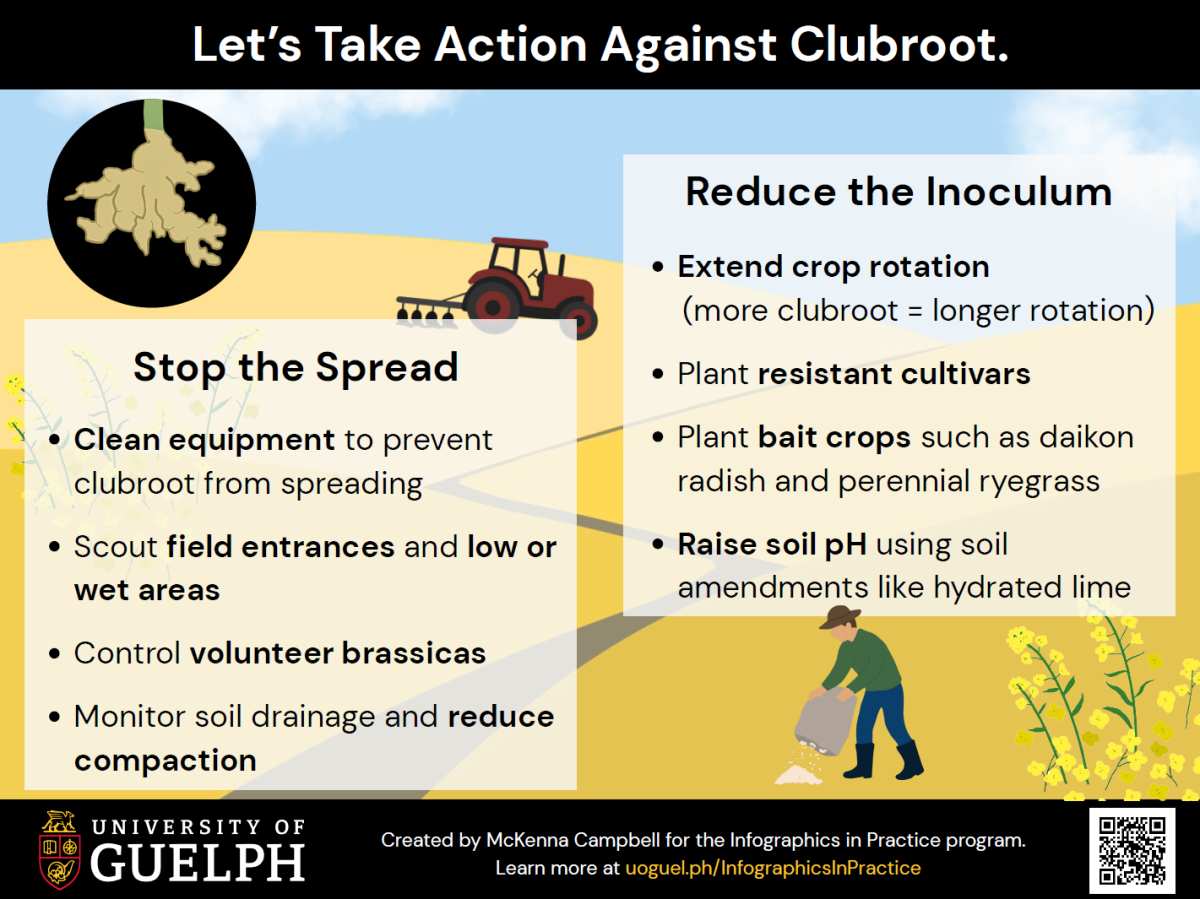 Infographic titled “Let’s take action against clubroot”. Stop the spread by cleaning equipment, scouting field entrances and low or wet areas, controlling volunteer brassicas, monitoring soil drainage and reducing compaction. Reduce the inoculum by extending crop rotation (more clubroot = longer rotation), planting resistant cultivars, planting bait crops such as daikon radish and perennial ryegrass, and raising soil pH using soil amendments like hydrated lime. 