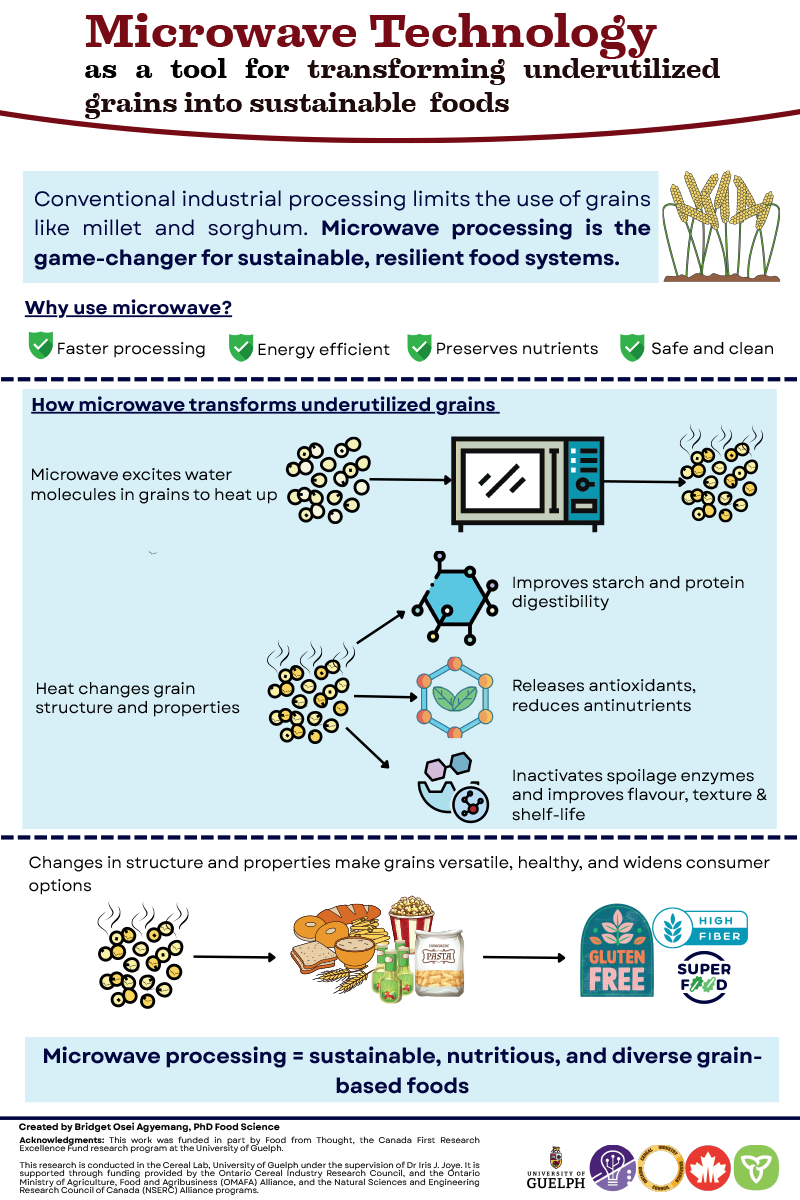 Infographic explaining how microwave processing transforms underutilized grains like millet and sorghum. It highlights faster, energy‑efficient processing that preserves nutrients and improves digestibility, releases antioxidants, reduces antinutrients, and enhances shelf life. It concludes that microwave processing supports sustainable, nutritious, and diverse grain-based foods.