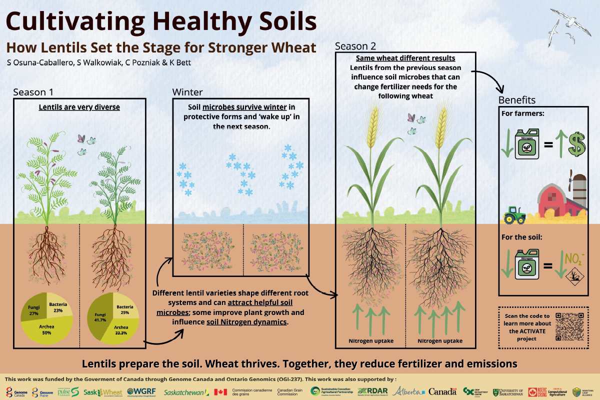 Infographic explaining how growing lentils before wheat improves soil health. It shows diverse lentil roots supporting different soil microbes, microbes surviving winter, and wheat in the next season taking up more nitrogen with less need for fertilizer. Icons highlight benefits for farmers and soil, with a closing note that lentils prepare the soil and wheat thrives.