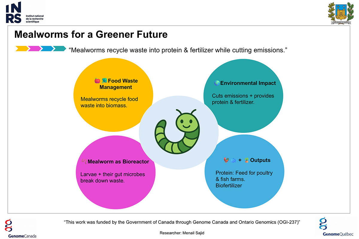Infographic titled “Mealworms for a Greener Future.” A central illustration shows a green mealworm inside a light blue circle. Four surrounding coloured circles contain short points:

Yellow circle: “Food Waste Management — Mealworms recycle food waste into biomass,” with fruit and vegetable icons.
Green circle: “Environmental Impact — Cuts emissions and provides protein and fertilizer,” with a leaf icon.
Pink circle: “Mealworm as Bioreactor — Larvae and their gut microbes break down waste,” with a lab beaker icon.
Blue circle: “Outputs — Protein for poultry and fish farms; biofertilizer,” with poultry, fish, and sparkle icons.