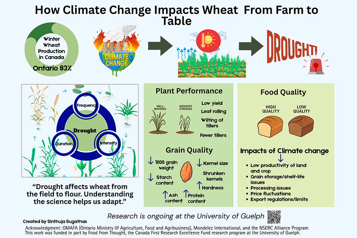 Infographic showing how climate change—especially drought—affects wheat from field to food. It illustrates reduced plant performance, lower grain quality, and impacts on food quality, along with broader effects such as lower crop productivity, grain storage issues, and price or export challenges.