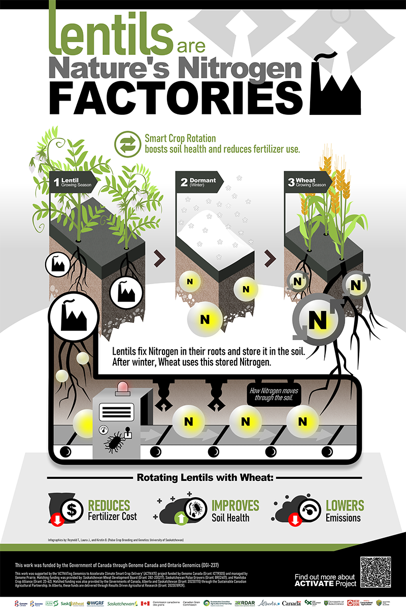 Infographic titled “Lentils are Nature’s Nitrogen Factories.” It visually explains how rotating lentils and wheat improves soil health and reduces fertilizer use. The top section shows three illustrated stages:

Lentil season: Green lentil plants grow in soil with root nodules that fix nitrogen, represented by “N” symbols in the soil.
Dormant winter period: Snow-covered soil with nitrogen remaining stored underground.
Wheat season: Wheat plants grow using the nitrogen left in the soil, shown by “N” symbols moving into the roots.

A central banner states: “Lentils fix Nitrogen in their roots and store it in the soil. After winter, Wheat uses this stored Nitrogen.”
Below, a conveyor-belt–style graphic labeled “How Nitrogen moves through the soil” shows nitrogen icons flowing from lentils to wheat.
At the bottom, benefits of rotating lentils with wheat are highlighted with icons: Reduces fertilizer cost, Improves soil health, and Lowers emissions.