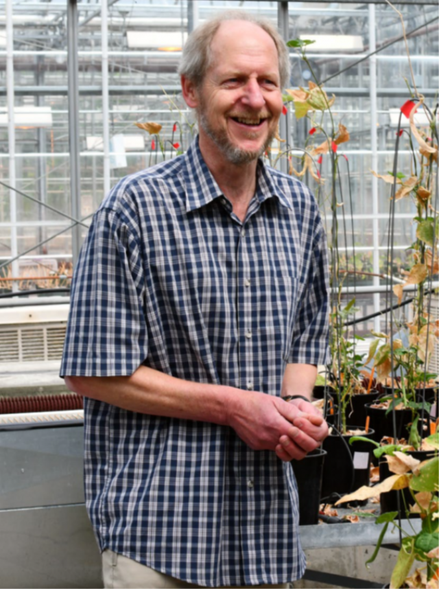 Dr Peter Pauls stands in a University of Guelph greenhouse with several bean plants.