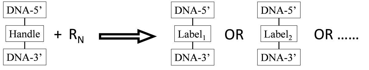 A chemical reaction scheme showing a reaction between a chemical handle located within a DNA strand and a label reagent to form one of a library of fluorescent labels within the DNA strand.