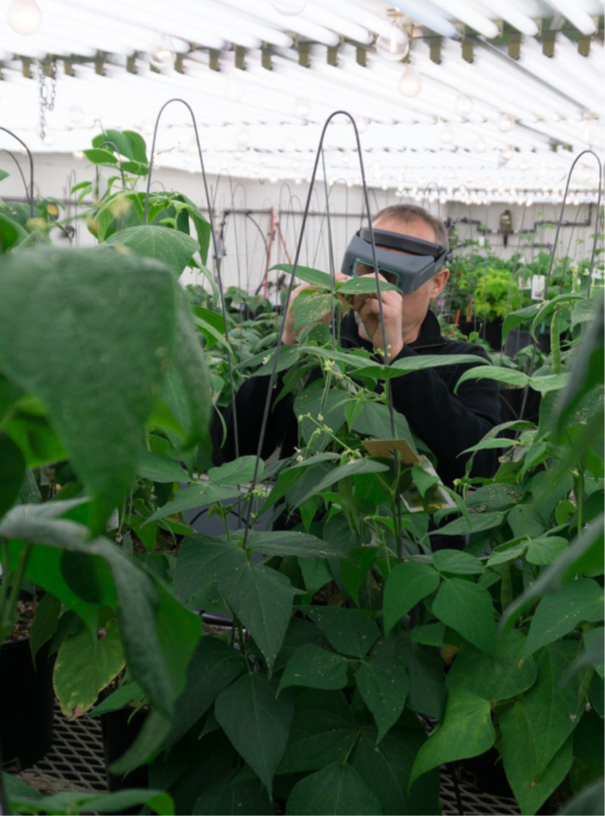 Research technician Tom Smith cross-pollinates bean plants to make new combinations of traits in this crop. He is wearing magnifying lenses to be able to manipulate the small parts of the closed bean flowers.