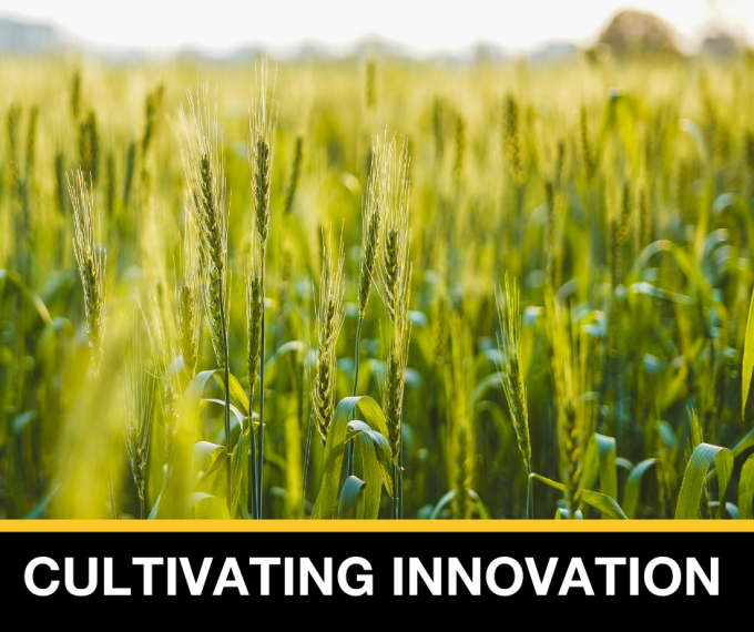 Cultivating Innovation. A field of wheat. 