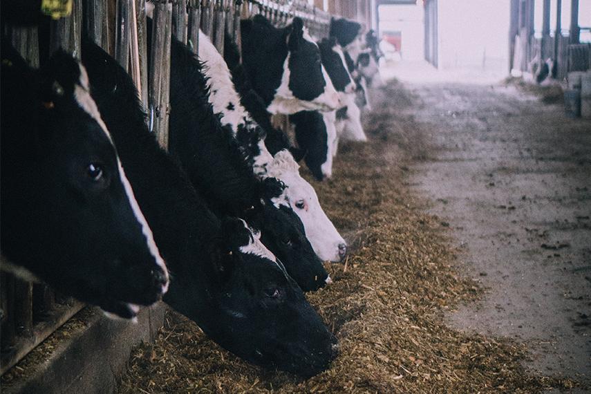 Dairy cattle eating silage