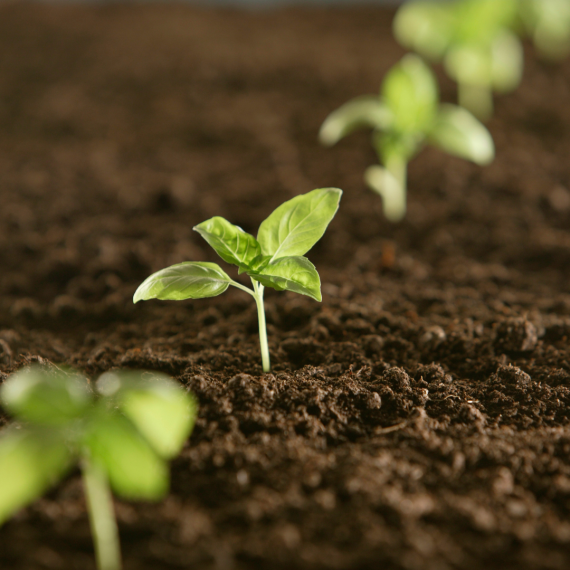 Close up of bright green sprouts emerging from rich dark brown soil. 