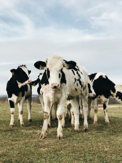 A small crowd of black and white Holstein cows are in a sunny field gathering around the camera.