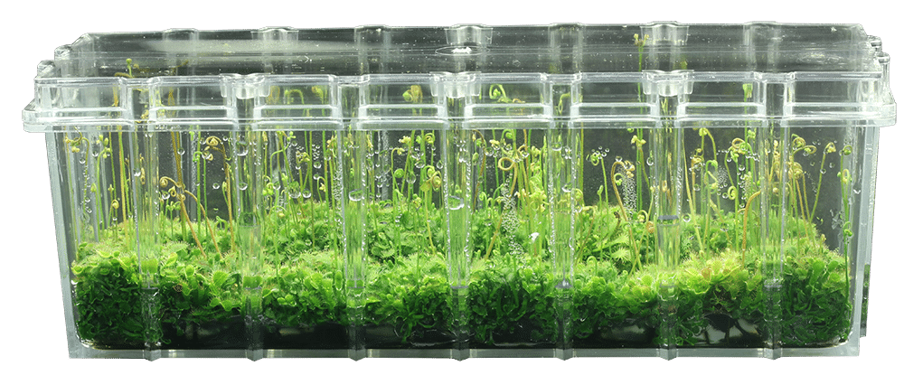 Plant culture. Микроклональное размножение in vitro. Клональное микроразмножение растений. Лаборатория микроклонального размножения растений. Размножение винограда ин Витро.