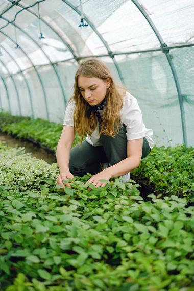 A worker crouches to inspect crops growing in a greenhouse
