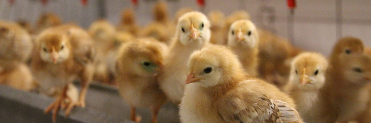 Chicks in a farm