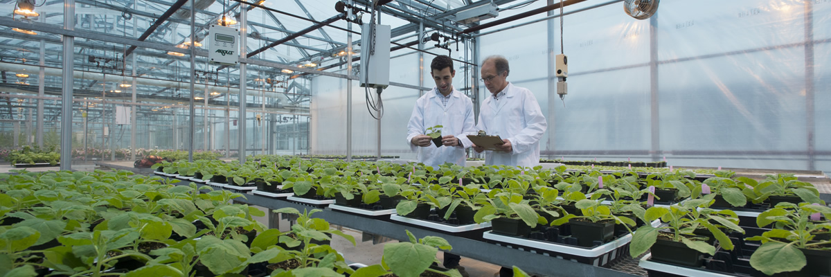 Technology Transfer - Research picking plant with tweezers
