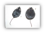 Two mice, one of which is significantly larger than the other