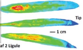 Visualization of nitrogen in corn leaves