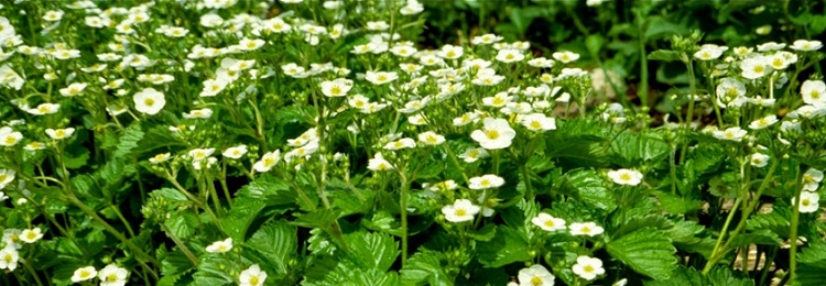 Ornamental strawberry variety available for licensing