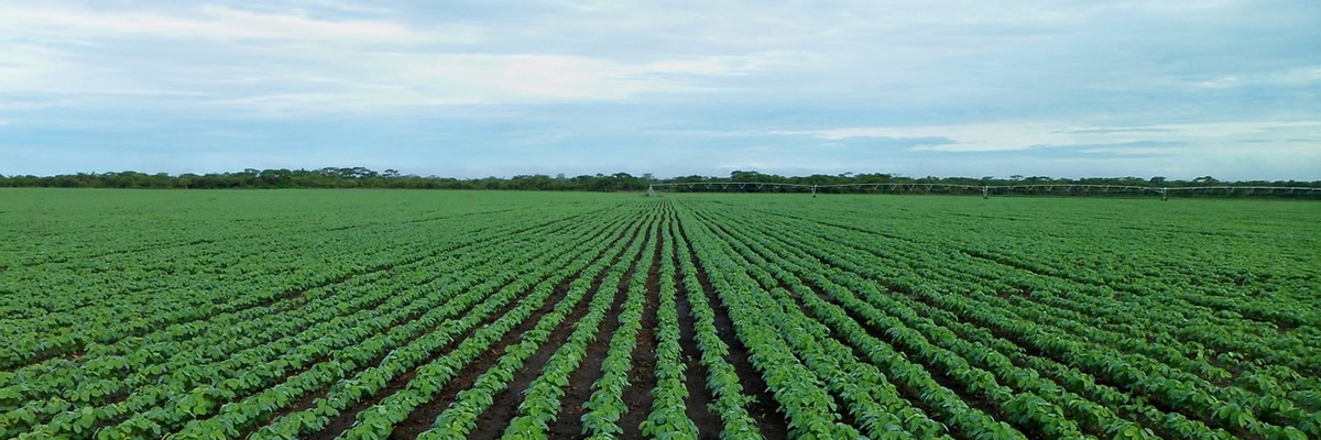 Soybean field