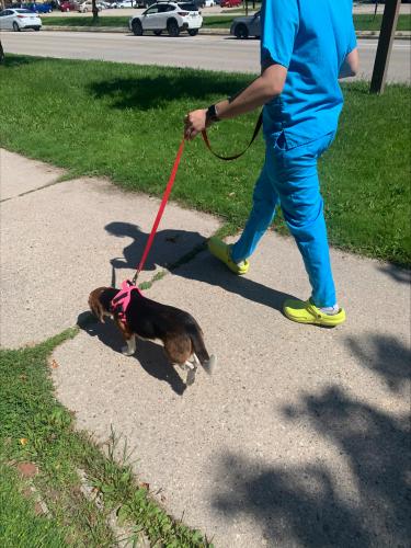 A person taking a beagle taking a walk with a pink harness and a red leash