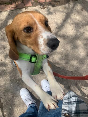 A beagle standing and looking towards the camera wearing a green harness