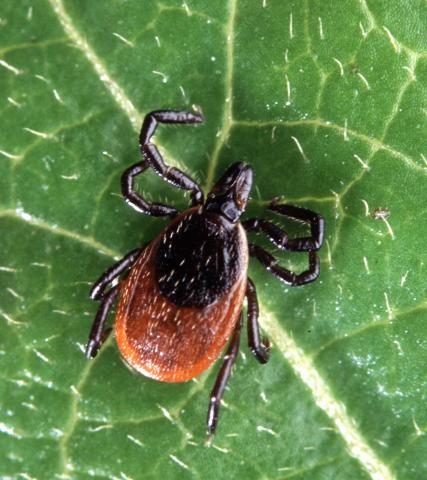 Photo of an adult deer tick