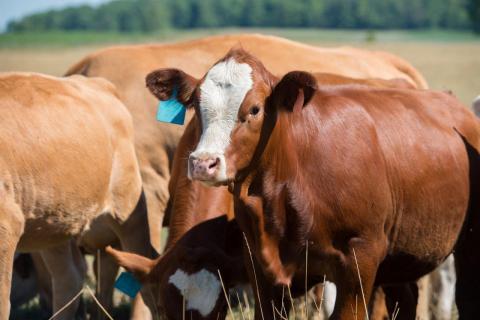 A photo of three beef cattle