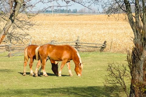 Photo of two Belgian horses grazing