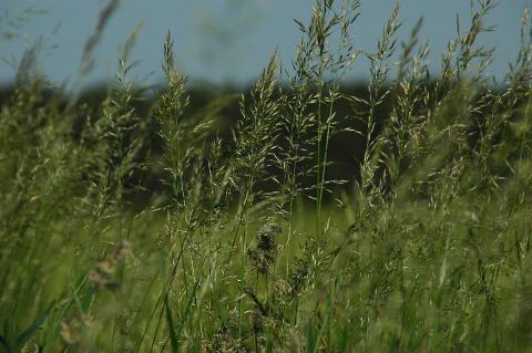 Photo of a field of bluegrass