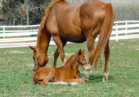 Photo of a horse with her foal