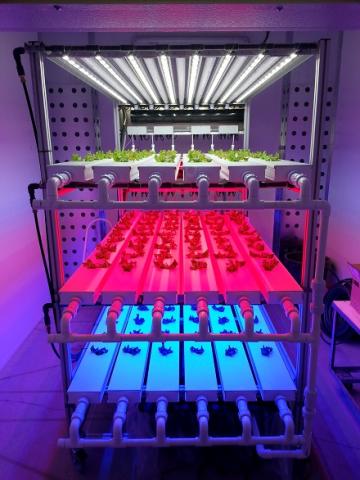 Photo of a shelving unit with plants on it. Each shelf is bathed in a different colour of light - the top is white, the middle is red and the bottom is blue.