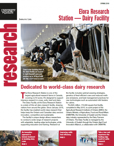 Cover of this publication - Photo of cows in in the lactating barn looking at the camera with text below.