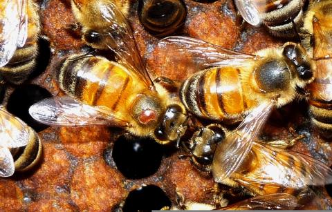 Photo of bees with the varroa mites on them