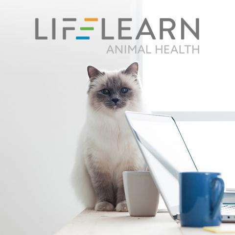 Image of a white cat sitting on a desk by a laptop with the LifeLearn logo at the top of the page