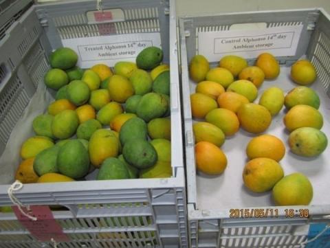 A photo of two baskets of mangoes. On the left, mangoes that have been treated with hexanal are green, and the ones on the right that have not, are yellow.