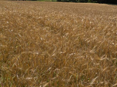 Photo of a field of OAC 21 barley