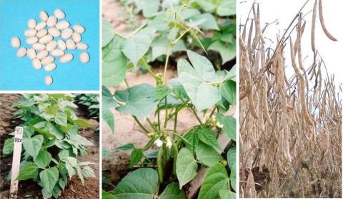 Photos of the different stages of the OAC Rex, from bean to plant